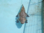 Crocodile Picture